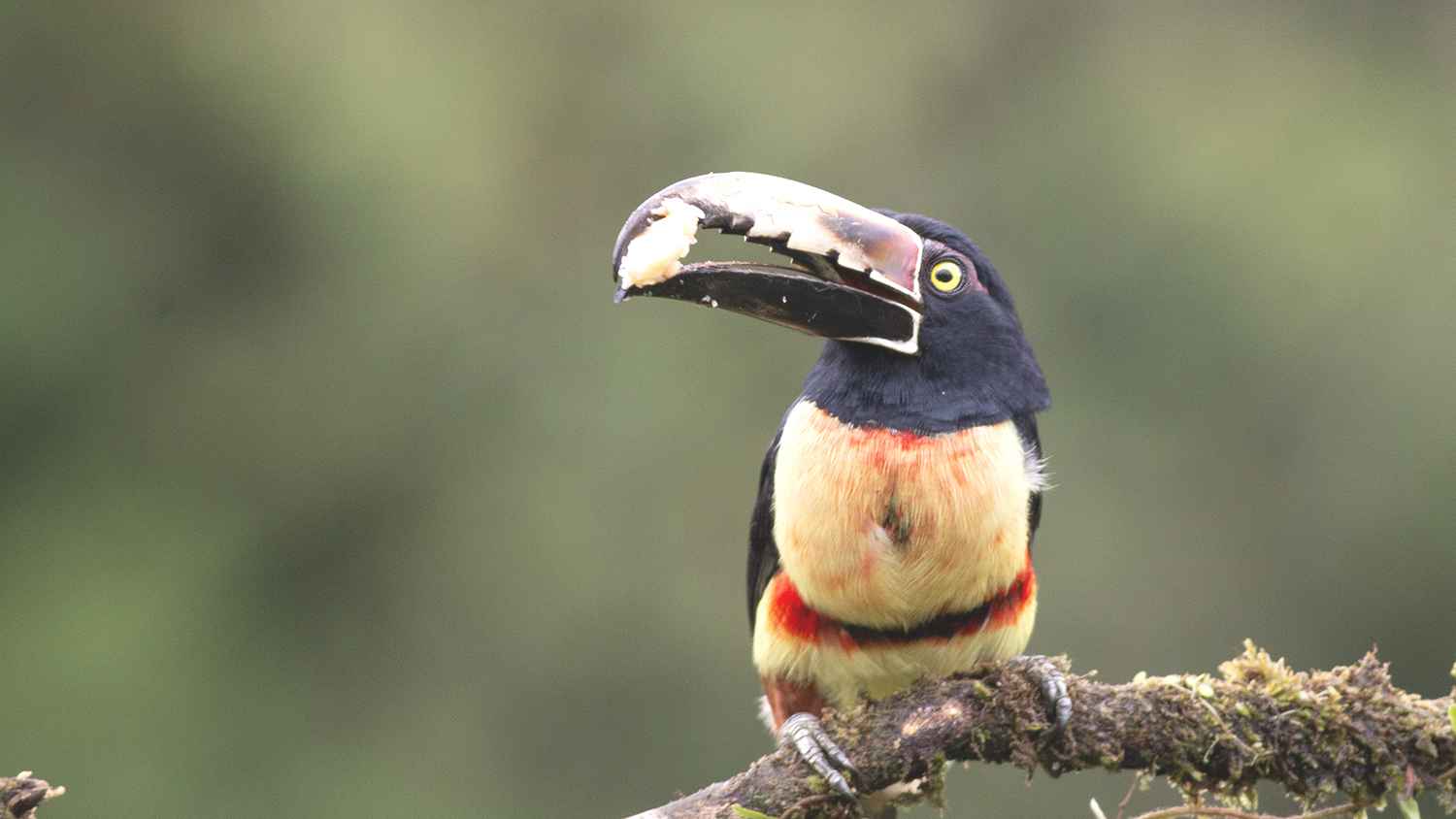 Collared Aracari